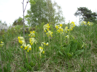 Gullvivor på ängen i Björkby. Björkby-Kyrkvikens naturreservat karaktäriseras av ett öppet odlingslandskap i anslutning till Vallentunasjön och Vallentuna kyrka.