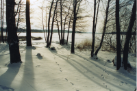 Snötäcke med djurspår vid Vallentunasjön i februari 2003.