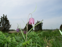 Kungsängsliljan blommar på ängen i Björkby. Björkby-Kyrkvikens naturreservat karaktäriseras av ett öppet odlingslandskap i anslutning till Vallentunasjön och Vallentuna kyrka.