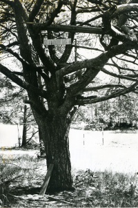 Össeby-Garns skola, dokumenterad en av de sista dagarna innan skolverksamheten läggs ner. Klätterträd på skolgården.
•Fotografiet ingår i bildserien ”Vardagsliv i Vallentuna kommun” av Rachael Gough-Azmier & Gunilla Blomé, Haga Studios HB.
