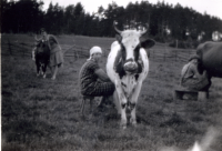 Tre kvinnor i kohagen, två sitter på pall och mjölkar varsin ko. Bild från Markim med anknytning till familjen Holm.

EFTERLYSNING! Hör av dig till bildarkivet om du har information om bilden.