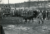 Auktion i Vallentuna på 1950-talet. Försäljning av boskap. Auktionsförrättare var Sven Wahlström. Platsen / gården okänd.